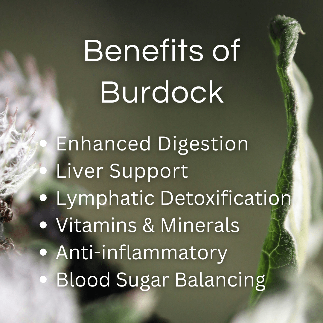 Wild Crafted Burdock Root Tea Bags