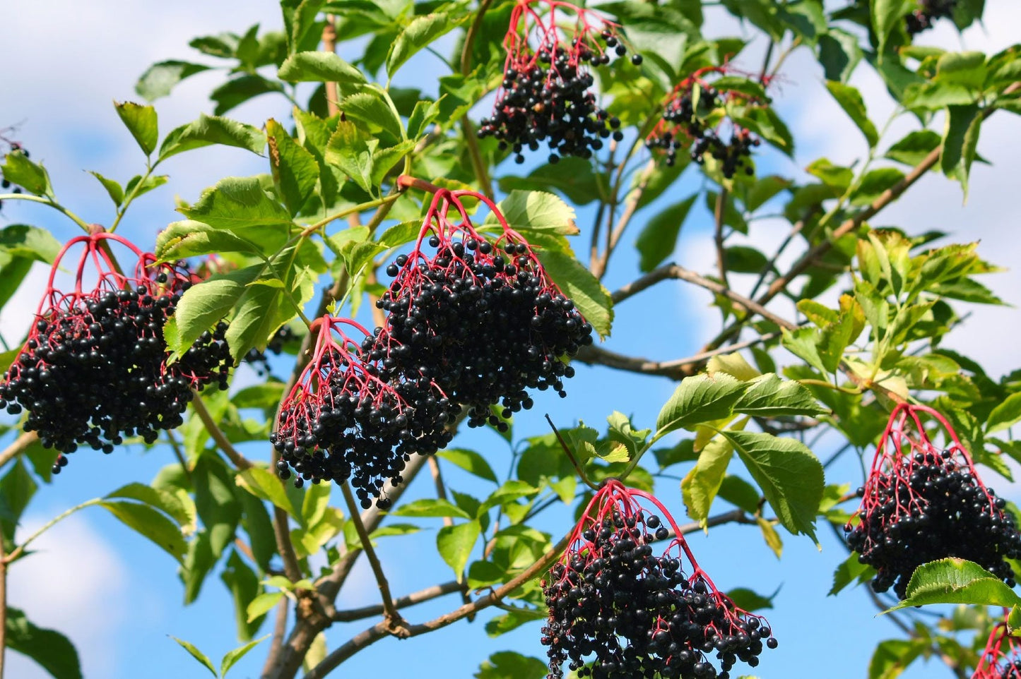 Wild Crafted Elderberry